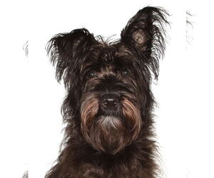 Mutt Dogs for adoption in Oakland Park, FL, USA