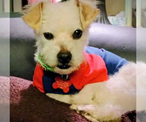 Medium Photo #4 Poodle (Miniature)-Unknown Mix Puppy For Sale in San Diego, CA, USA