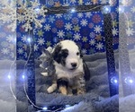 Small Photo #20 Bernedoodle Puppy For Sale in CLEVELAND, TN, USA