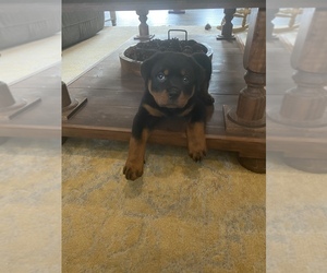 Rottweiler Puppy for sale in LINDEN, NC, USA