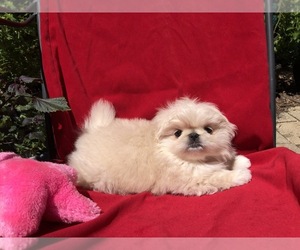 Pekingese Puppy for sale in MESQUITE, TX, USA