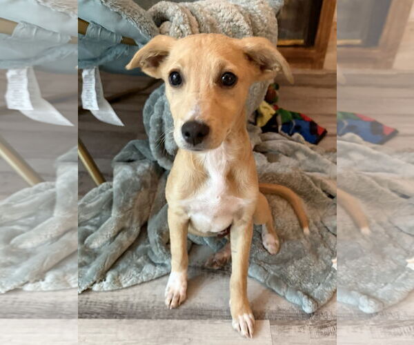 Medium Photo #1 Chihuahua-Unknown Mix Puppy For Sale in San Diego, CA, USA