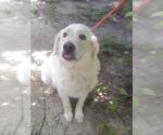 Small #4 Great Pyrenees