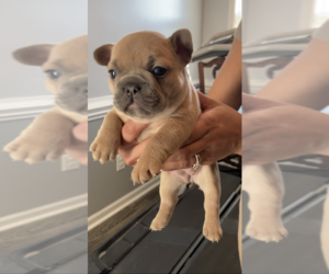 French Bulldog Puppy for Sale in FAYETTEVILLE, North Carolina USA