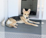 Small #1 German Shepherd Dog Mix
