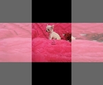 Small #3 Chihuahua