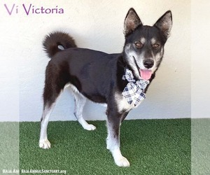 Siberian Husky-Unknown Mix Dogs for adoption in San Diego, CA, USA