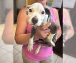 Small #2 Staffordshire Bull Terrier Mix