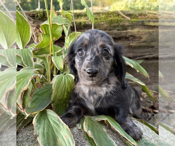 Medium Photo #1 Dachshund Puppy For Sale in MIDDLEBURY, IN, USA