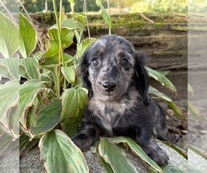 Dachshund Puppy for sale in MIDDLEBURY, IN, USA