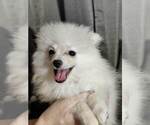 Small Photo #3 Pomeranian Puppy For Sale in CONWAY, SC, USA