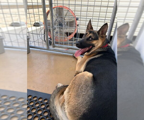 Medium Photo #2 Mutt Puppy For Sale in Marina Del Rey, CA, USA
