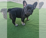 Puppy Lady French Bulldog