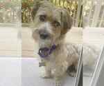 Small Silky Terrier Mix