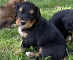 Small Great Bernese