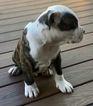 Small Photo #4 American Pit Bull Terrier Puppy For Sale in WILLIAMS, AZ, USA
