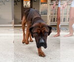 Small Mastiff