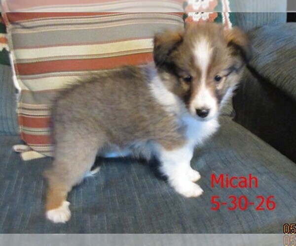 Medium Photo #3 Shetland Sheepdog Puppy For Sale in SOLON, ME, USA