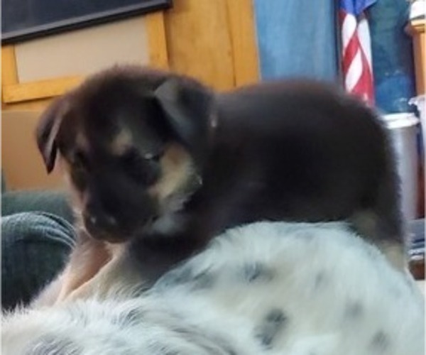 Medium Photo #5 Beagle-Siberian Husky Mix Puppy For Sale in SPRINGFIELD, OR, USA