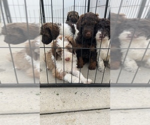 Poodle (Standard) Puppy for sale in SARDIS CITY, AL, USA