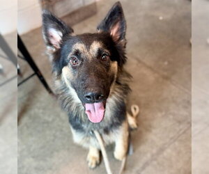 German Shepherd Dog Dogs for adoption in Tavares, FL, USA