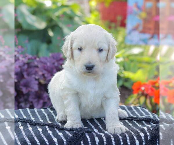 Medium Photo #3 Goldendoodle Puppy For Sale in NEW ENTERPRISE, PA, USA