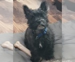 Puppy Puppy 2 Cairn Terrier
