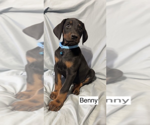 Medium Photo #5 Doberman Pinscher Puppy For Sale in POMEROY, OH, USA