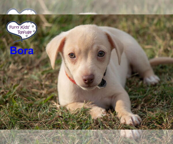 Medium Photo #1 Chiweenie Puppy For Sale in Lee's Summit, MO, USA