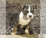 Puppy Khimera American Bully-American Pit Bull Terrier Mix