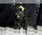 Small #2 Morkie