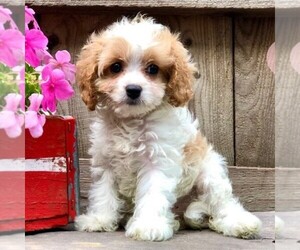 Cavapoo-Poodle (Toy) Mix Puppy for sale in DRY RUN, PA, USA