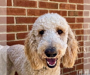 Poodle (Standard)-Unknown Mix Dogs for adoption in Newport Beach, CA, USA