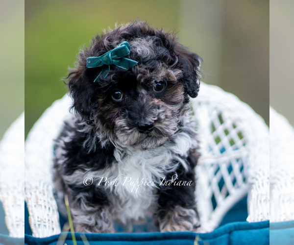 Medium Photo #70 Poodle (Miniature) Puppy For Sale in WARSAW, IN, USA