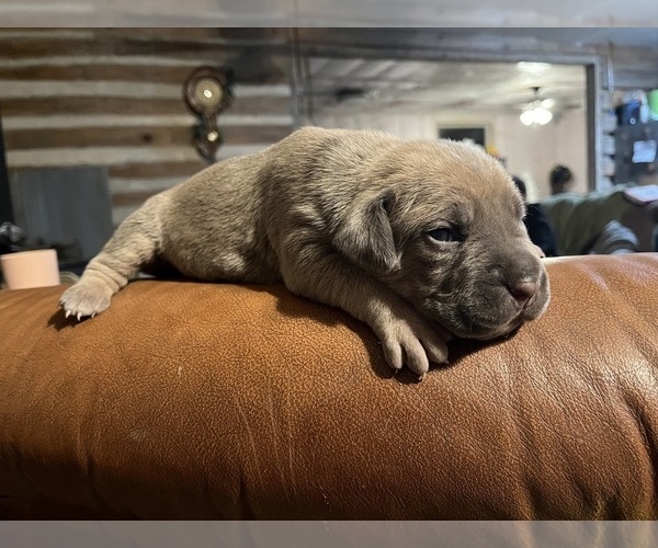 Medium Photo #4 Cane Corso Puppy For Sale in CHERRYVILLE, MO, USA