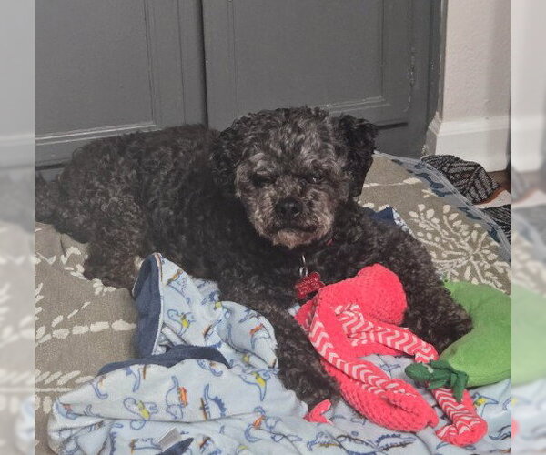 Medium Photo #2 Poodle (Miniature) Puppy For Sale in San Diego, CA, USA