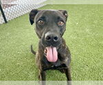 Small #1 Catahoula Leopard Dog-Plott Hound Mix
