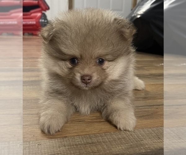Medium Photo #2 Pomeranian Puppy For Sale in KEYSER, WV, USA