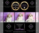 Small Photo #39 Maltipoo (Toy) Puppy For Sale in WARSAW, IN, USA