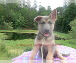 Small #5 German Shepherd Dog