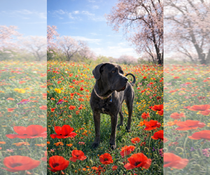 Mutt Dogs for adoption in MIDWAY, UT, USA