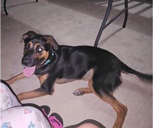Shepweiller Dogs for adoption in San Antonio, TX, USA