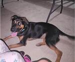 Small Shepweiller
