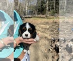 Small Photo #2 Cavalier King Charles Spaniel Puppy For Sale in CANTERBURY, NH, USA