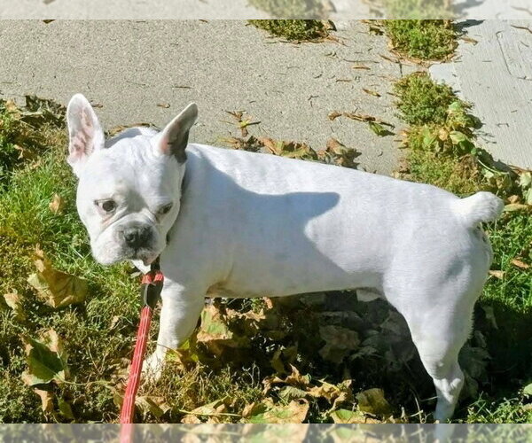 Medium Photo #1 French Bulldog Puppy For Sale in Brights Grove, Ontario, Canada