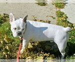 Gavin - Male French Bulldog Dog for Adoption - Small photo