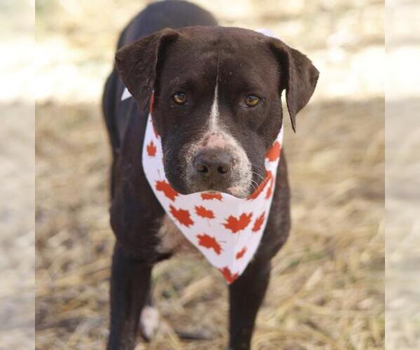 Medium Photo #1 American Staffordshire Terrier-Unknown Mix Puppy For Sale in San Antonio, TX, USA