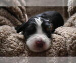 Small Photo #44 Bernedoodle Puppy For Sale in ELMWOOD, IL, USA