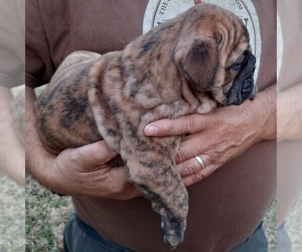 Medium Photo #5 Bulldog Puppy For Sale in GREEN FOREST, AR, USA