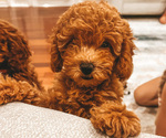 Small Photo #1 Poodle (Miniature) Puppy For Sale in TAMPA, FL, USA